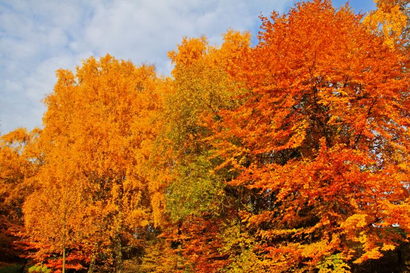 ein herbstliches Farbenspiel.jpg